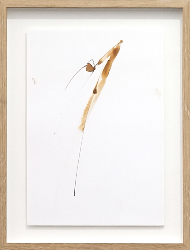 Boryana Petkova - Le langage des fleurs, 2013/2015