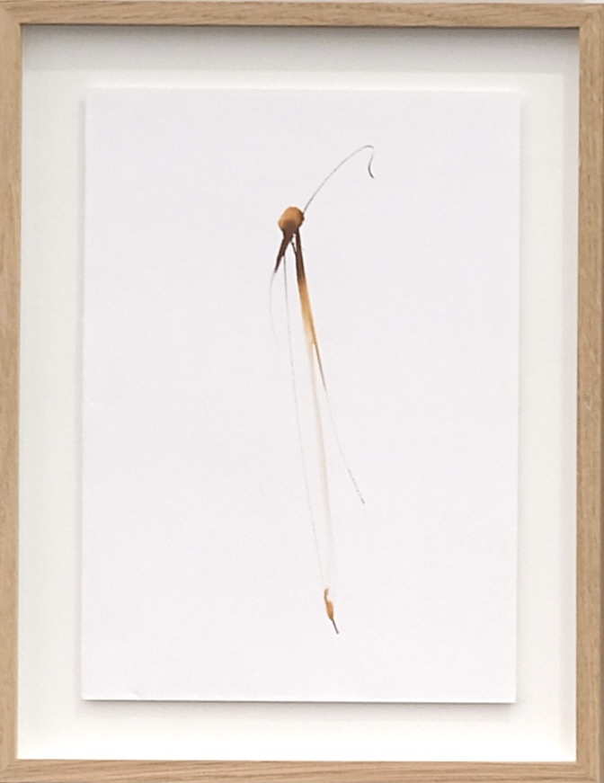 Boryana Petkova - Le langage des fleurs, 2013/2015