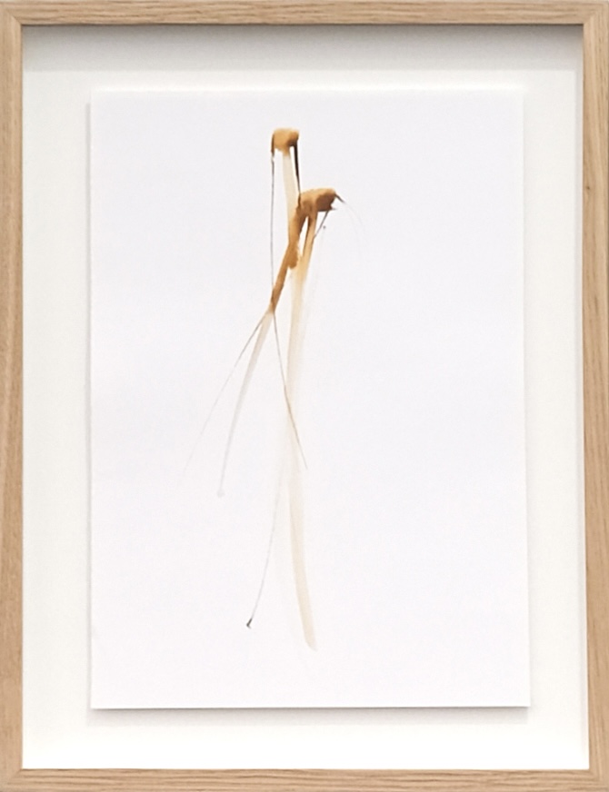 Boryana Petkova - Le langage des fleurs, 2013/2015