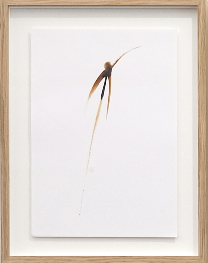 Boryana Petkova - Le langage des fleurs, 2013/2015