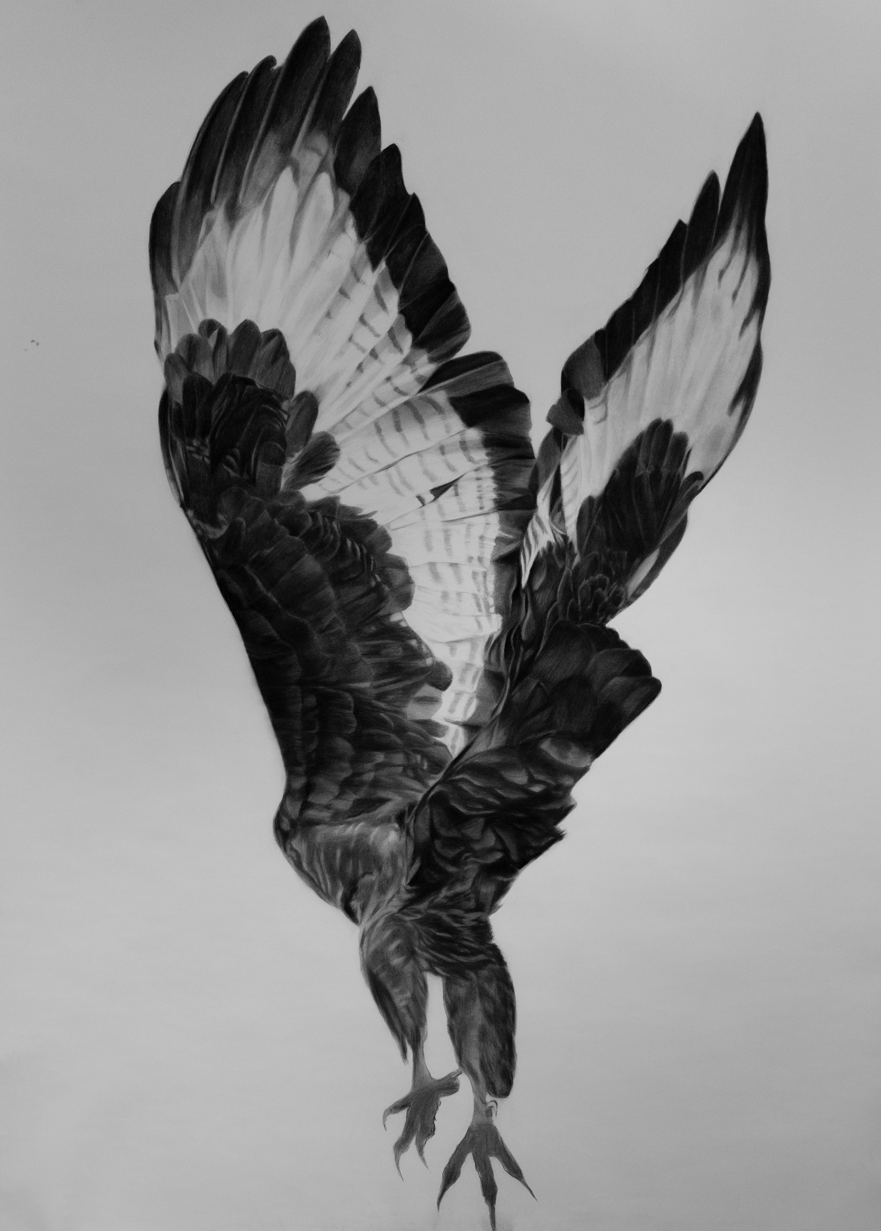 Nuno Lorena - Eagle 5, 2021